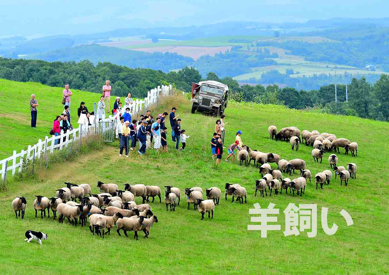 Chăn nuôi cừu